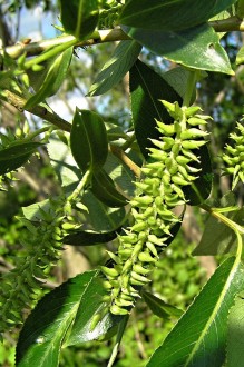 Salix fragilis (Brittle willow) - capsules grouped in fimbriate collective fruit