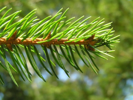 Picea abies (Norway spruce)