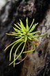 Picea abies (Norway spruce)  seedling