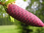 Picea abies (Norway spruce) - ripening cone