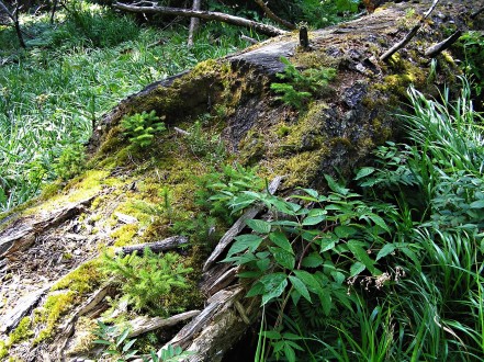 Picea abies (Norway spruce) - natural renewal of spruce on decaying wood (this process lasts for decades, but under the protection of the mother plant - no dry wood) 