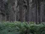 Picea abies (Norway spruce) - Temnosmrečinská dolina, High Tatras