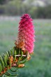 Picea abies (Norway spruce) - ♀ cone - form erythrocarpa (red)