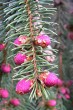 Picea abies (Norway spruce) - ♂ cones