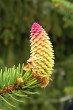 Picea abies (Norway spruce) - ♀ cone - form chlorocarpa (green)