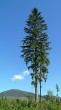 Picea abies (Norway spruce)