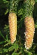 Picea abies (Norway spruce) - cones just before ripening