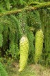 Picea abies (Norway spruce) - cones just before ripening (green fruit form)