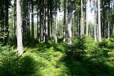 Picea abies (Norway spruce) - natural regeneration of spruce when a suitable regeneration procedure is applied - purposeful selection (at the same time, white fir and deciduous larch are artificially introduced)