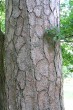 Pinus sylvestris - bork in the lower part of the trunk deeply cracked (in sheets), of variable shape