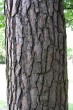 Pinus sylvestris - bork in the lower part of the trunk deeply cracked (in sheets), of variable shape