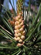 Pinus sylvestris - ♂ cones are 6-8 mm large, egg-shaped, sulfur yellow, piled up at the base of the shoot (as if in a bunch)