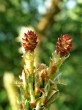 Pinus sylvestris - ♀ cones