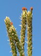 Pinus sylvestris - ♀ cones, growing 2 - 3 at the end of this year's branches before the terminal bud