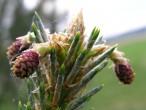 Pinus sylvestris - ♀ cones