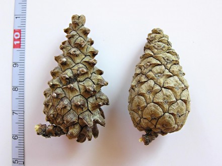 Pinus sylvestris - the fruit is a cone