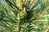 Pinus sylvestris - ♀ cones