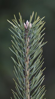 Pinus sylvestris