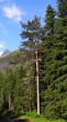 Pinus sylvestris - Kôprová dolina, High Tatras,  cca 1 200 m above sea level (6/2012)_01