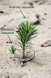 Pinus sylvestris - the seedling has 5-7 triangular cotyledons