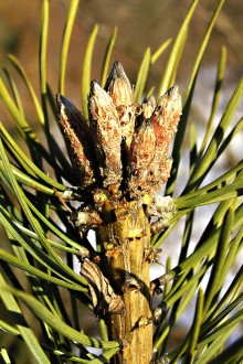 Pinus sylvestris