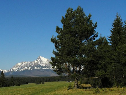 Pinus sylvestris - if it grows as a solitary plant, it tends to branch out, therefore