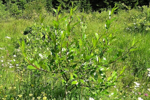 Salix pentadra (Five-stemmed willow)