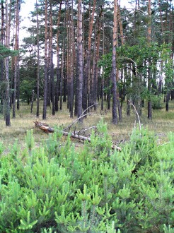 Pinus sylvestris