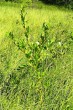 Salix pentadra (Five-stemmed willow)