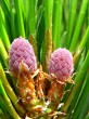 Pinus cembra - ♀ cones