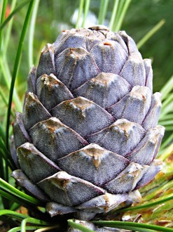 Pinus cembra - it ripens in autumn (at the end of August)