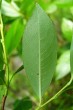 Salix pentadra (Five-stemmed willow) - bottom side