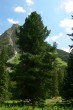 Pinus cembra - Kôprová dolina, Temné Smrečiny, High Tatras, 1 490 m above sea level (7/2009)_01