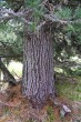 Pinus cembra - scaly, cracked bark