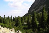 Pinus cembra - Malá Studená dolina, High Tatras