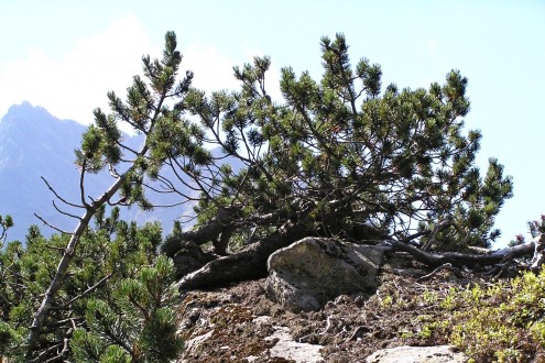 Pinus mugo