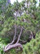 Pinus mugo