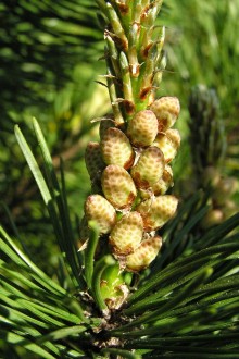 Pinus mugo - male (♂) cones 