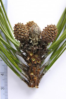 Pinus mugo