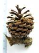 Pinus mugo - the fruit is a cone