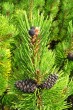 Pinus mugo