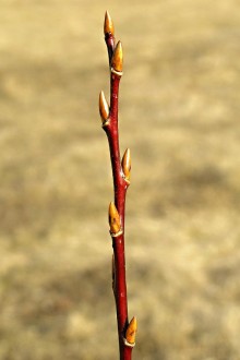 Salix pentadra (Five-stemmed willow) - annual shoot (summer plant)