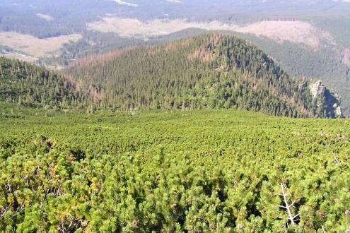 Pinus mugo - in the high mountains of Europe above the upper forest line, where it forms a wide belt of dense impassable stands