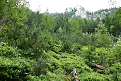 Pinus mugo) - Hrdzavá dolina, Muránska planina, Slovakia ((approx. 600 m above sea level)