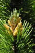 Pinus mugo - male (♂) cones