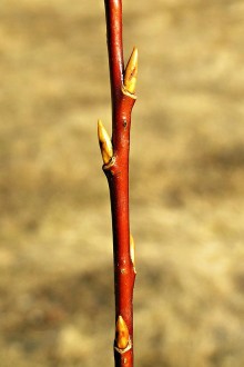 Salix pentadra (Five-stemmed willow)