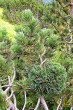 Pinus mugo - its shape (height) forms - the so-called 