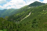 Pinus mugo - in the high mountains of Europe above the upper forest line, where it forms a wide belt of dense impassable stands