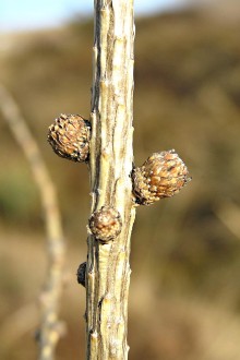 Larix decidua (Deciduous larch) - brachyblasts