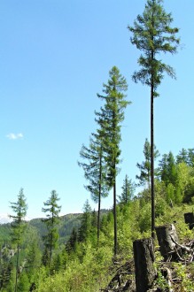 Larix decidua (Deciduous larch)